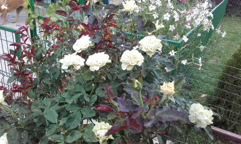  - GREENSLEEVES Harkness 3