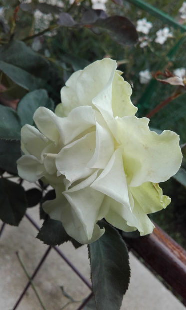  - GREENSLEEVES Harkness 3