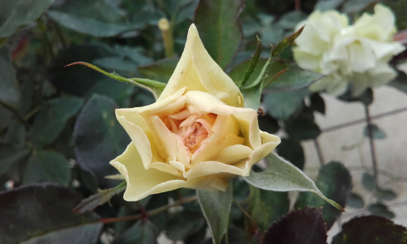  - GREENSLEEVES Harkness 3