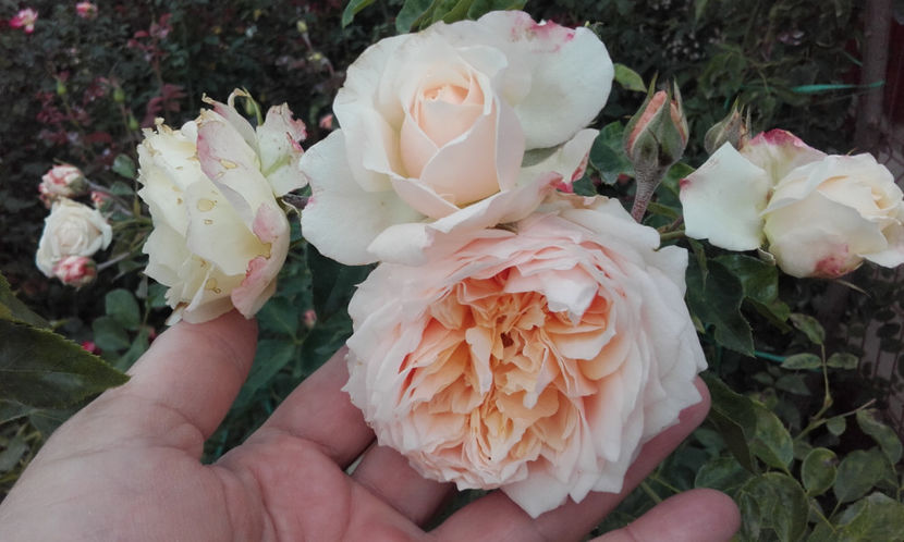  - CROCUS ROSE David Austin 3