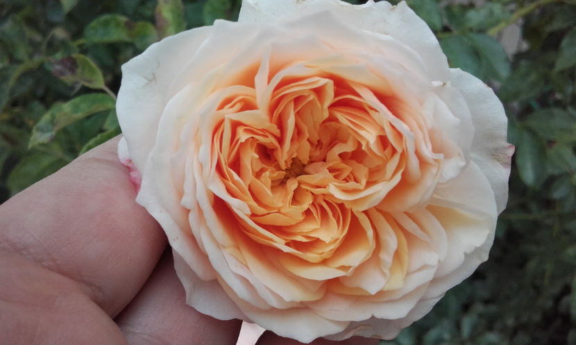  - CROCUS ROSE David Austin 3