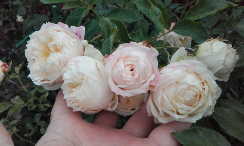  - CROCUS ROSE David Austin 3