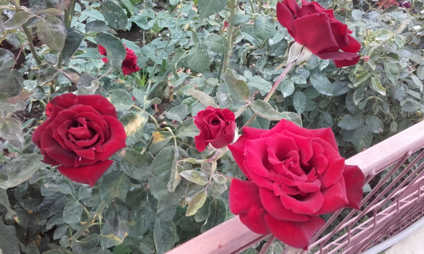  - BLACK BACCARA Meilland 2