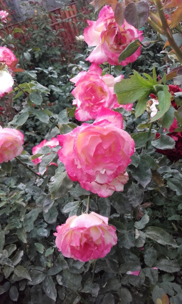  - DOUBLE DELIGHT Swim si Weeks 2