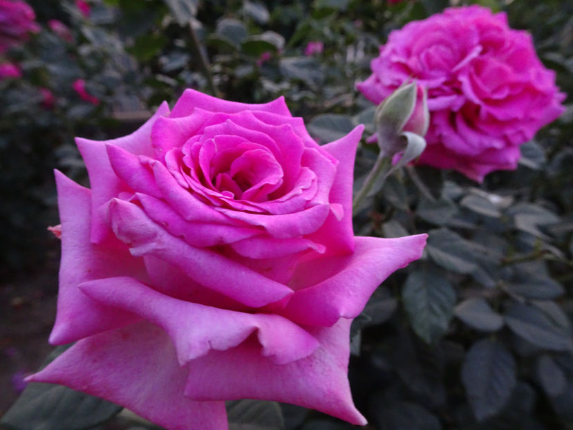 22 sept. - Chartreuse de Parme