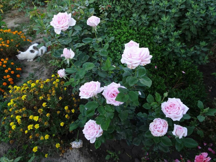 19 sept. - Royal Highness