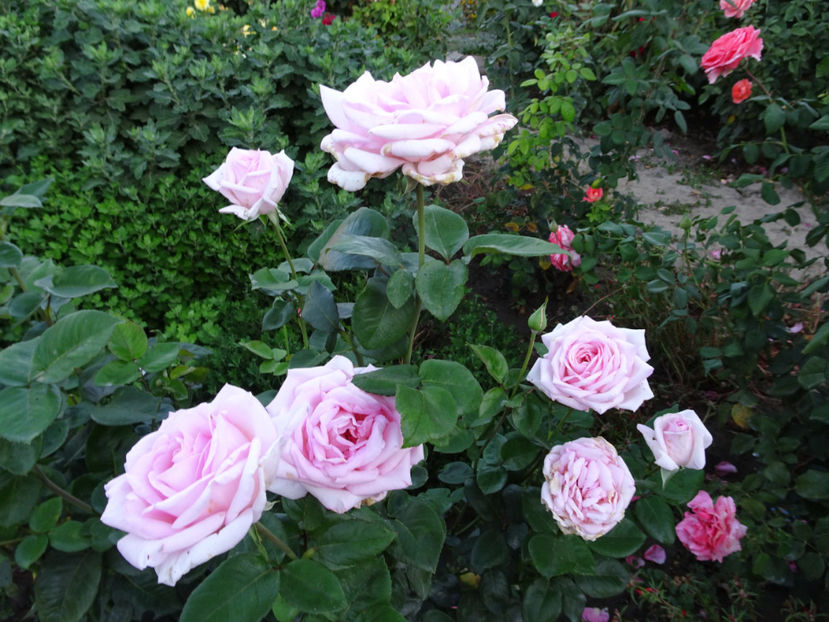 19 sept. - Royal Highness