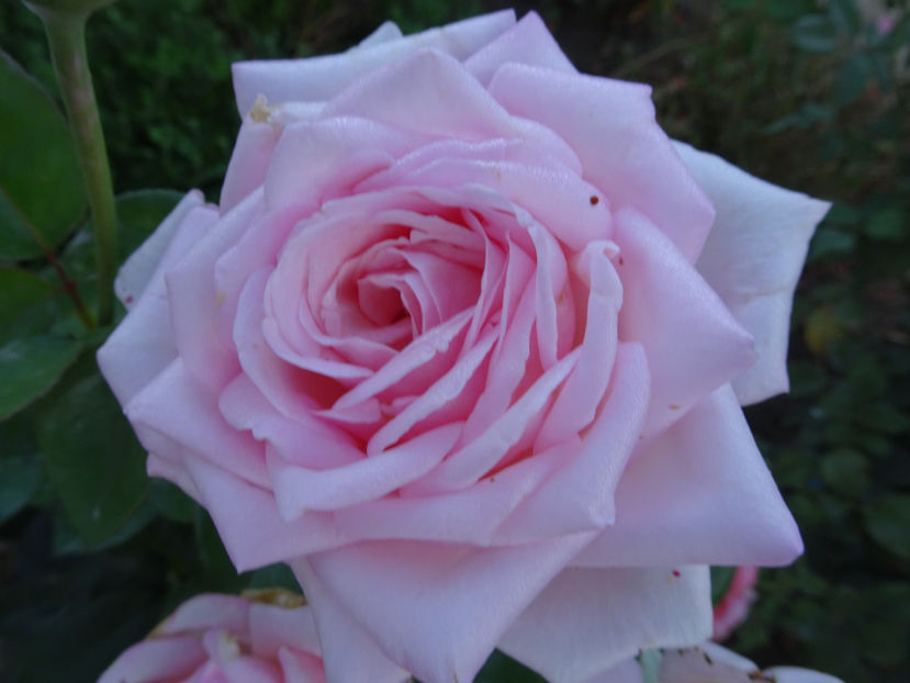 19 sept. - Royal Highness