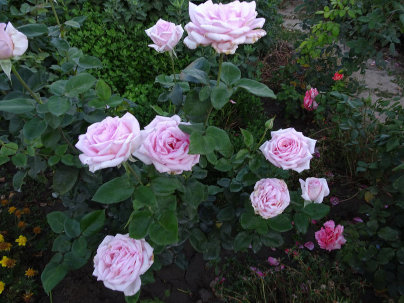 19 sept. - Royal Highness