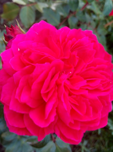  - Red Leonardo da Vinci