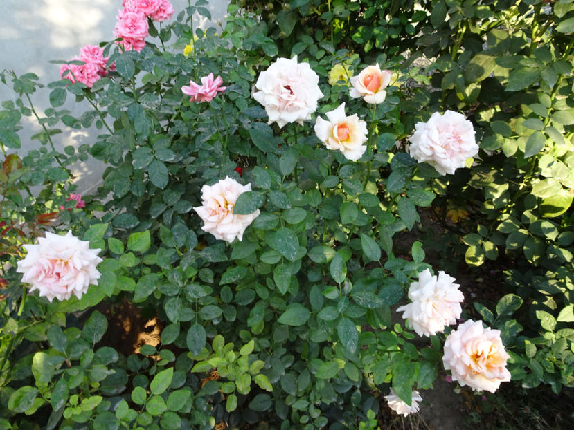 22 sept. - Marjolaine