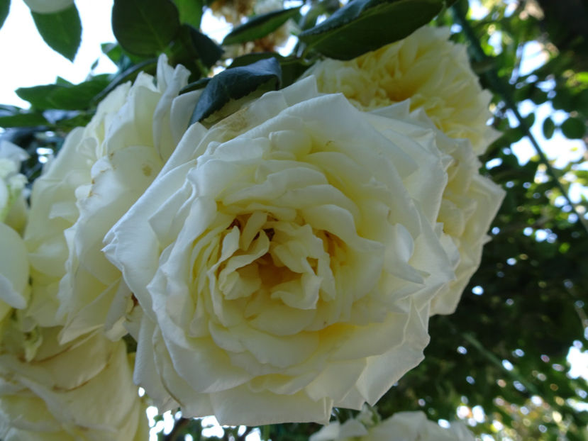 Elfe 22 sept. - URCATORI LA A DOUA INFLORIRE SI DUPA