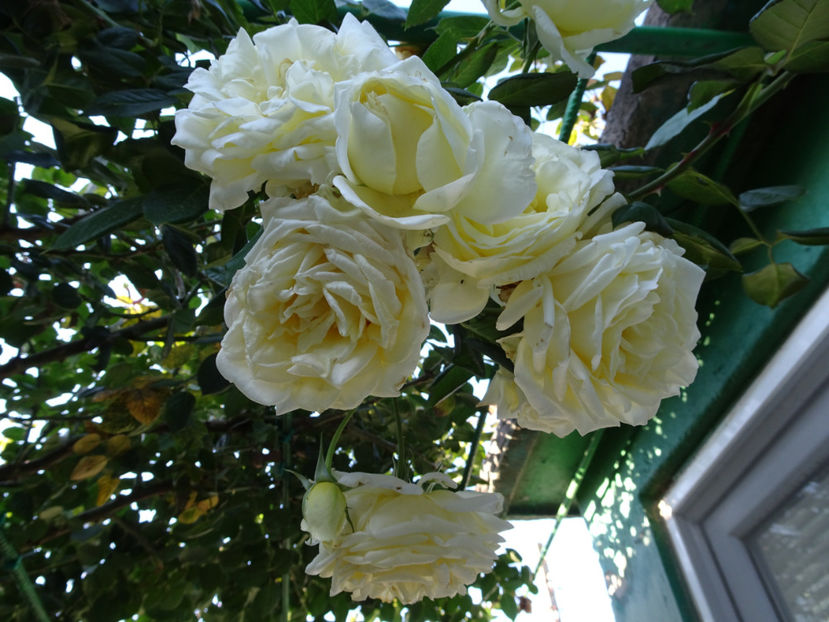 Elfe 22 sept. - URCATORI LA A DOUA INFLORIRE SI DUPA