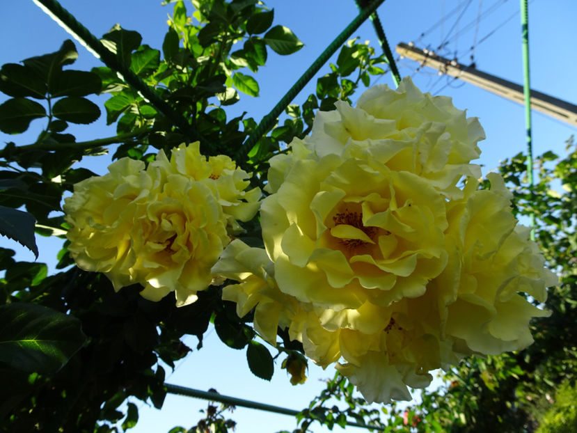 Golden Gate 22 sept. - URCATORI LA A DOUA INFLORIRE SI DUPA