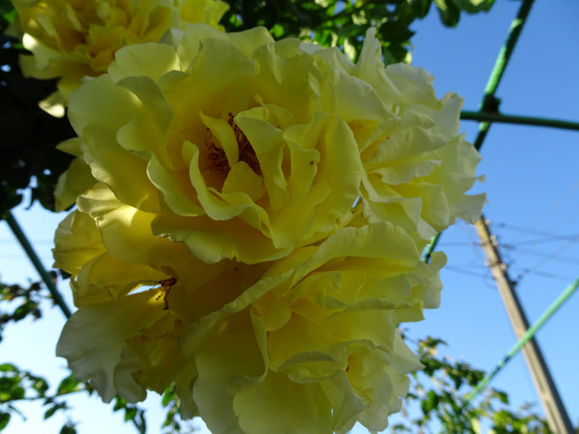 Golden Gate 22 sept. - URCATORI LA A DOUA INFLORIRE SI DUPA