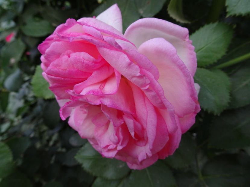 Eden Rose 22 sept. - URCATORI LA A DOUA INFLORIRE SI DUPA