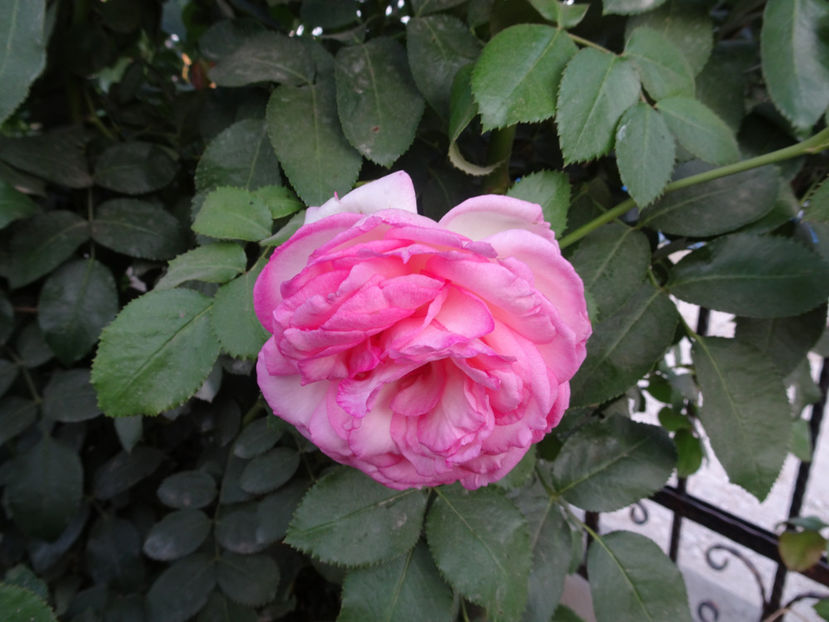 Eden Rose 22 sept. - URCATORI LA A DOUA INFLORIRE SI DUPA