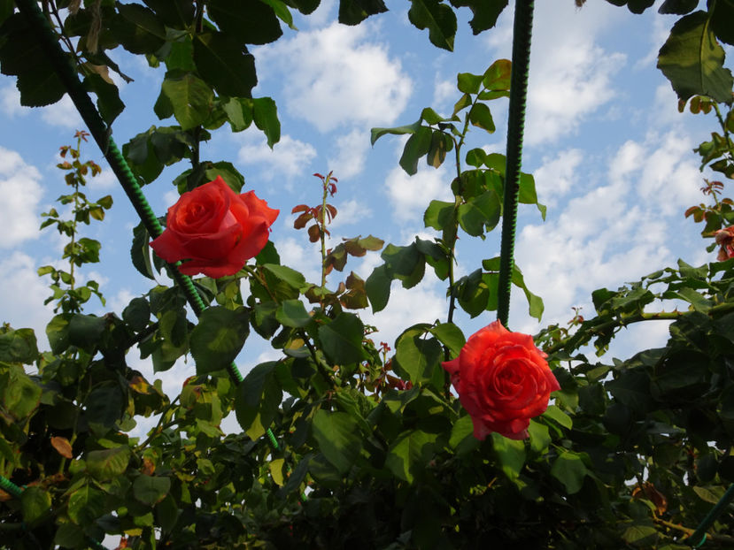 Dee Dee 22 sept. - URCATORI LA A DOUA INFLORIRE SI DUPA