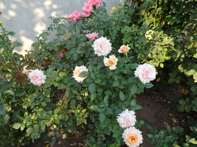 22 sept. - Marjolaine