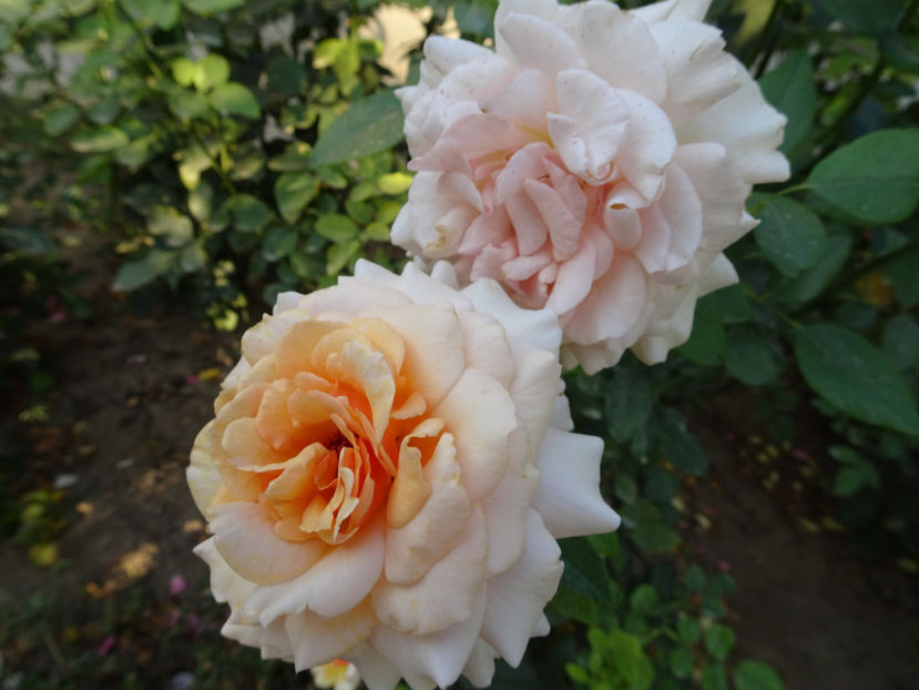 22 sept. - Marjolaine