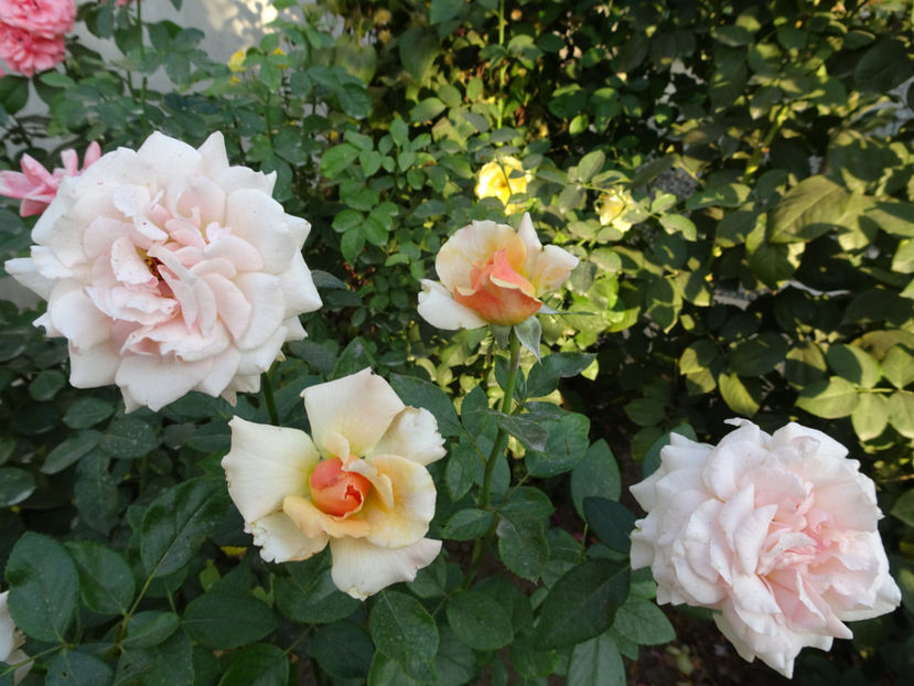 22 sept. - Marjolaine