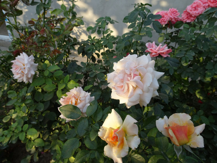 22 sept. - Marjolaine