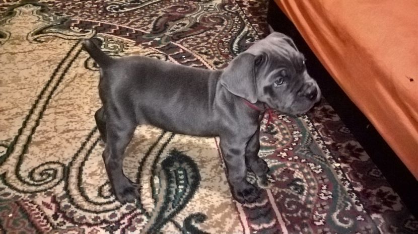 tano.doua luni - cane corso