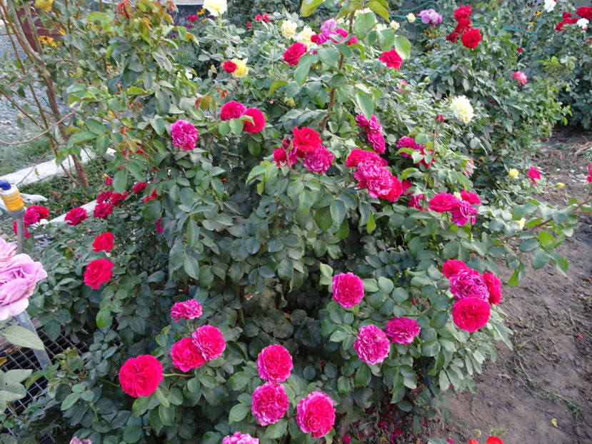 22 aug. - Red Leonardo da Vinci