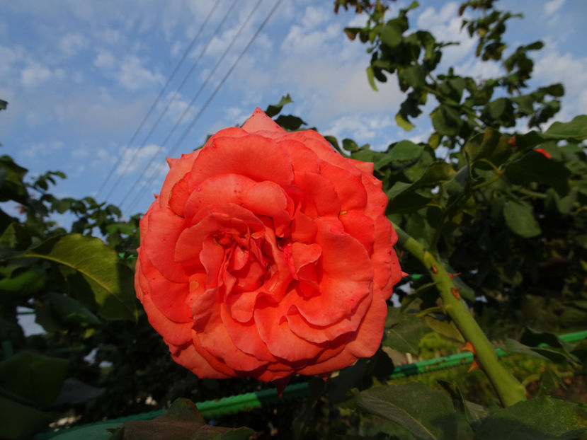 22 sept. - URCATORI LA A DOUA INFLORIRE SI DUPA