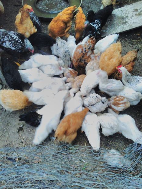  - brahma herminat deschis