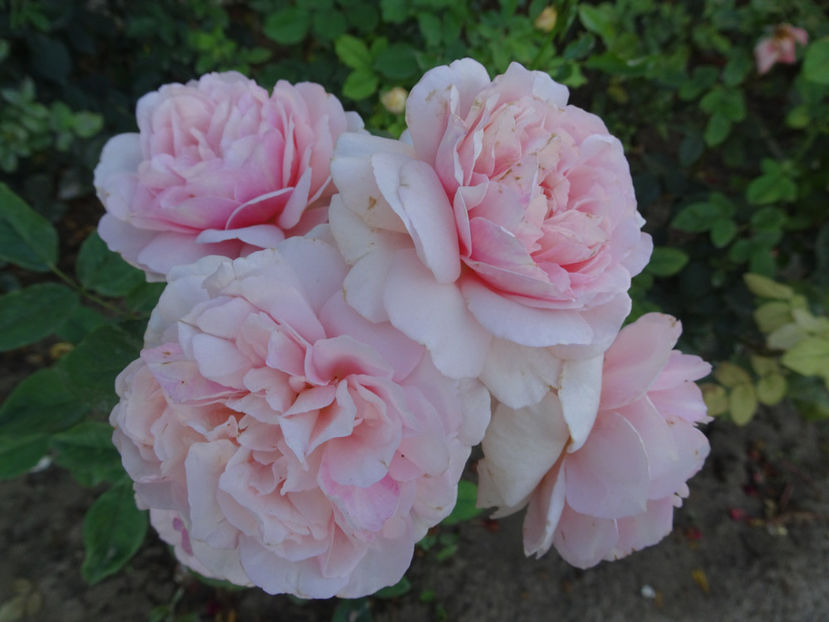 18 sept. - Natasha Richardson