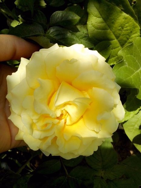 cyrano de bergerac - 0 TRANDAFIRI 2017