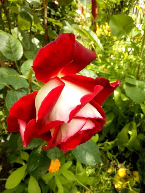 osiria - 0 TRANDAFIRI 2017