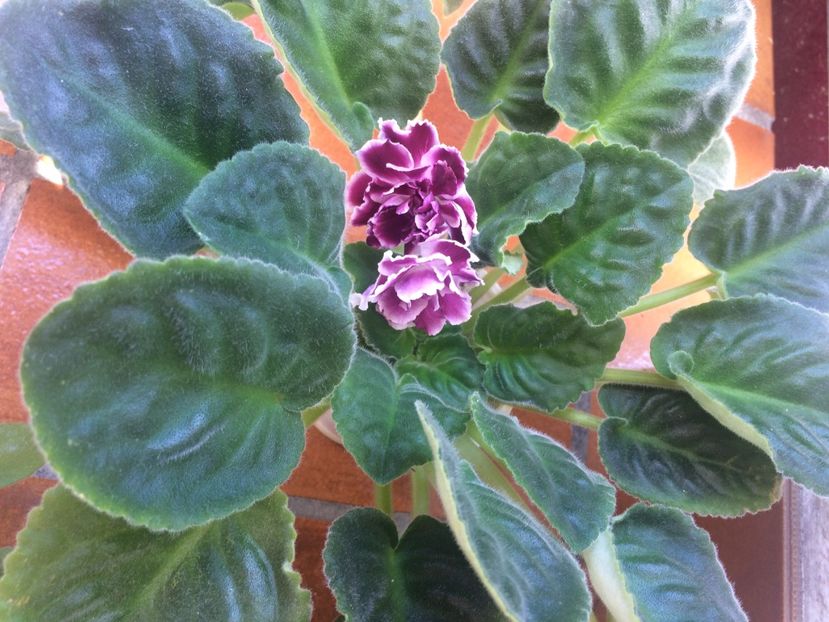 Planta 1 - A-Ajutor la identificat violete si alte plante