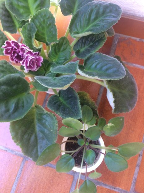 Planta 4-cea mică - A-Ajutor la identificat violete si alte plante