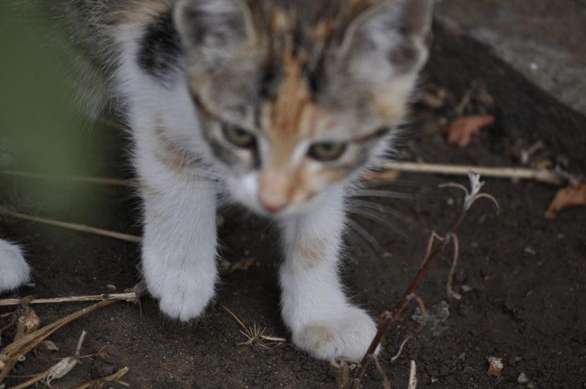 _DSC0276 - o alta achizitie 2017