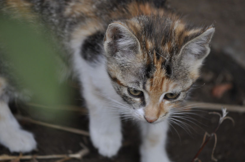 _DSC0277 - o alta achizitie 2017