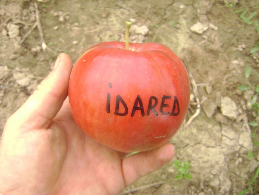 Mar Idared - Măr Idared