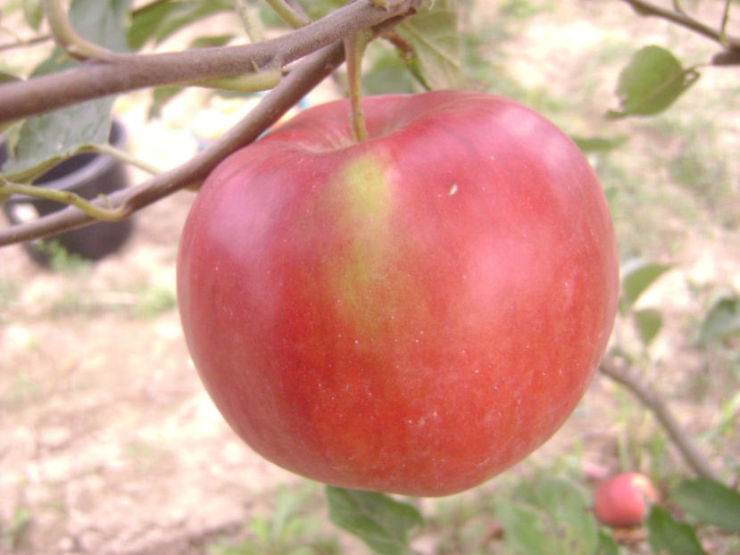 Mar Idared 1 - Măr Idared