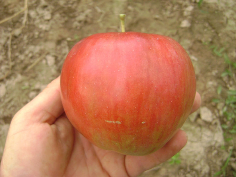 Mar Idared 6 - Măr Idared