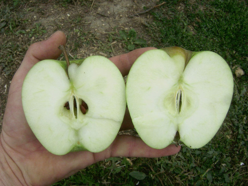 Măr Medoc 6 - Măr Medoc