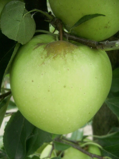Măr Medoc 2 - Măr Medoc