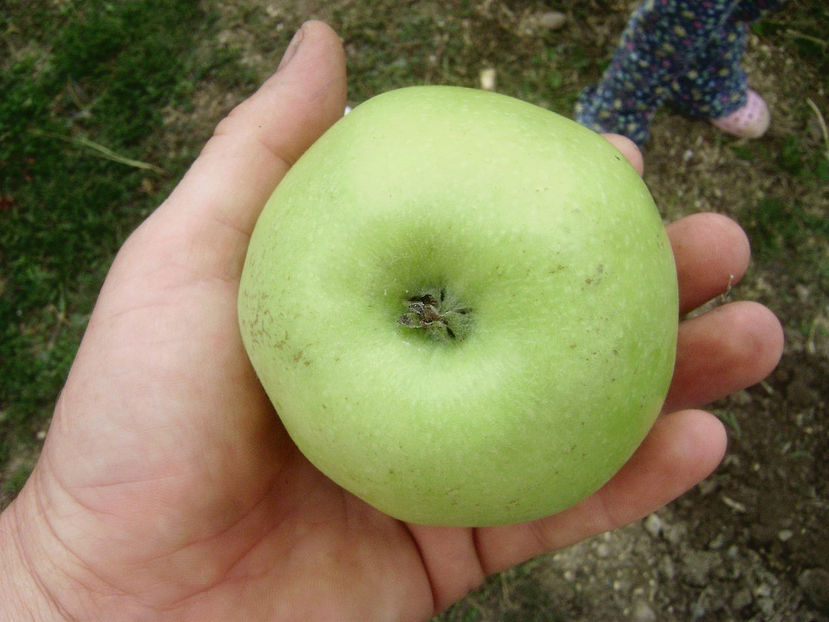 Măr Medoc 4 - Măr Medoc