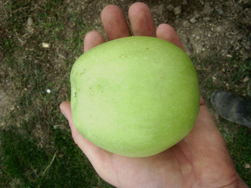 Măr Medoc 5 - Măr Medoc
