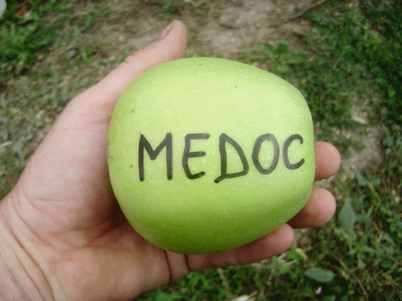Măr Medoc - Măr Medoc