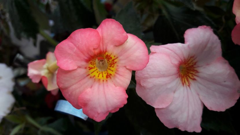  - 08 Achimenes 2017