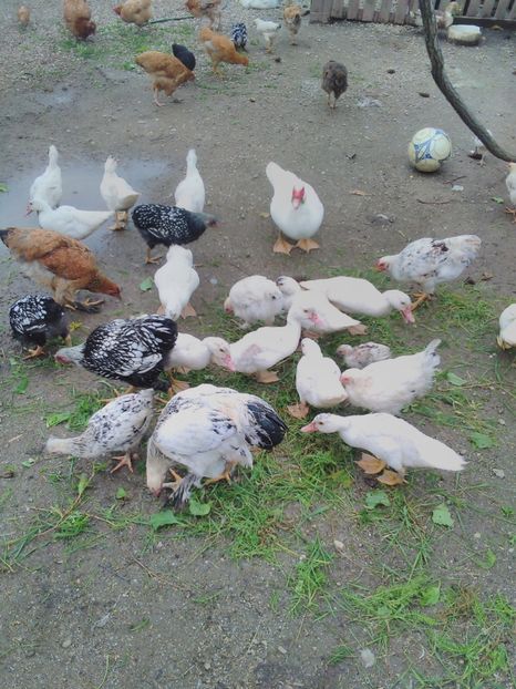  - brahma herminat deschis