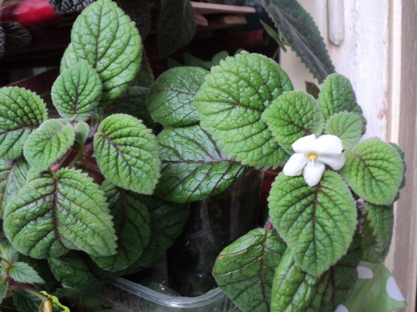  - 01 2017 - EUCODONIA si NIPHEA OBLONGA