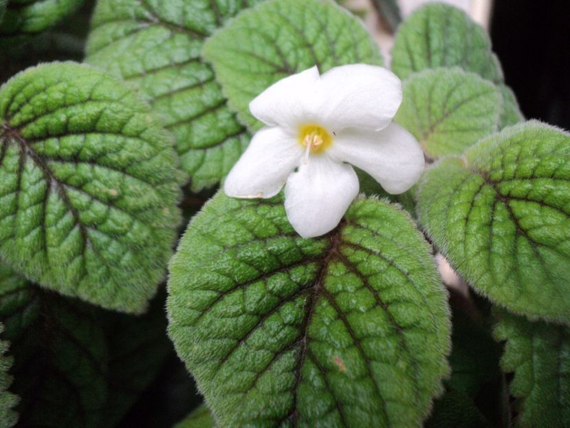  - 01 2017 - EUCODONIA si NIPHEA OBLONGA