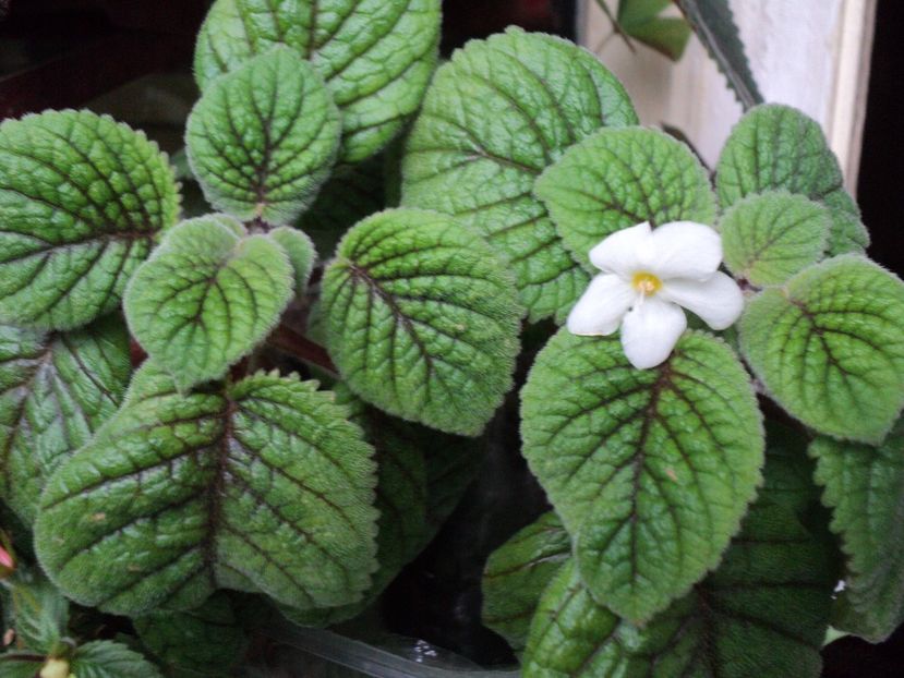  - 01 2017 - EUCODONIA si NIPHEA OBLONGA